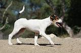 PARSON RUSSEL TERRIER 024